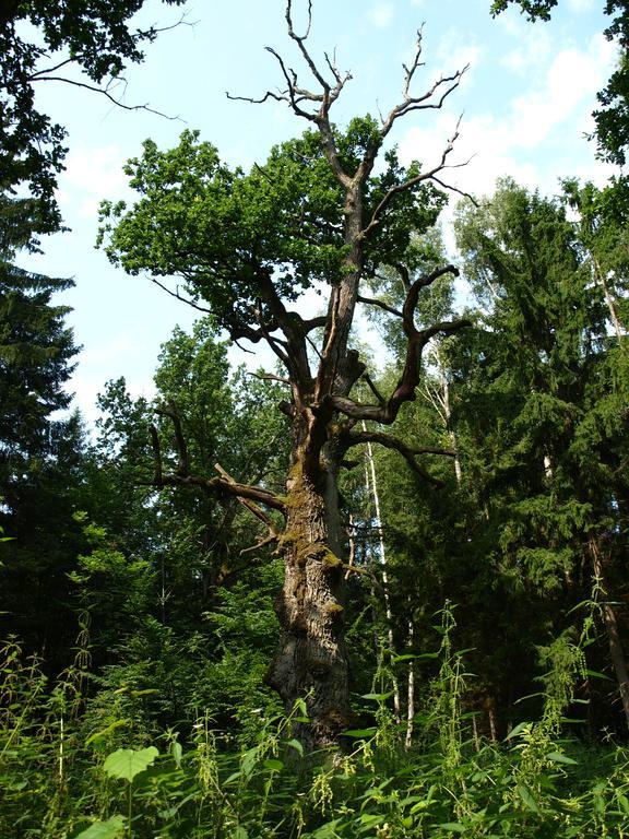 Kwiatowa Zagroda Bialowieza Bagian luar foto