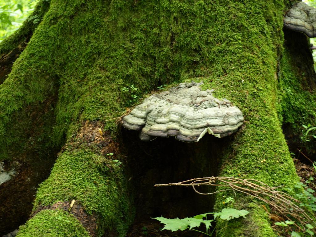 Kwiatowa Zagroda Bialowieza Bagian luar foto