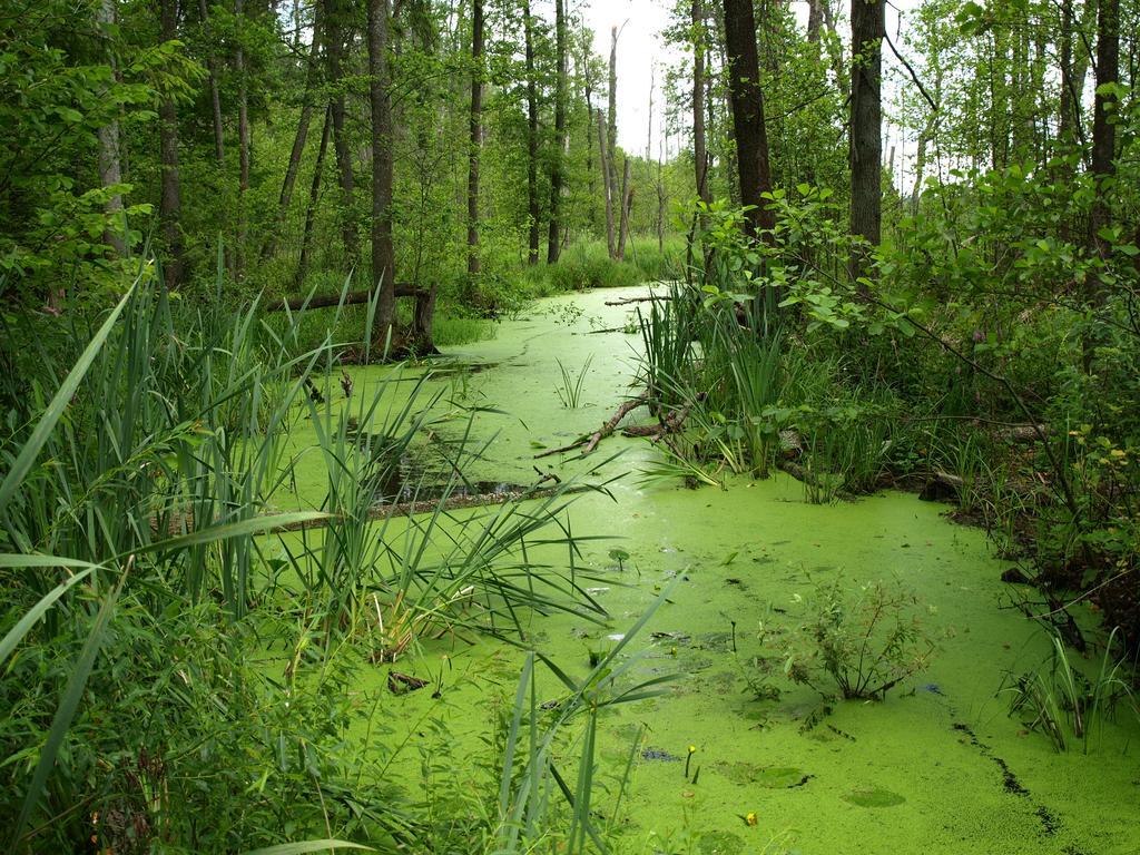 Kwiatowa Zagroda Bialowieza Bagian luar foto